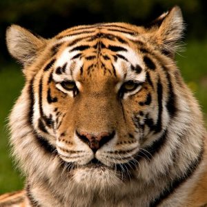 photographie de tigre